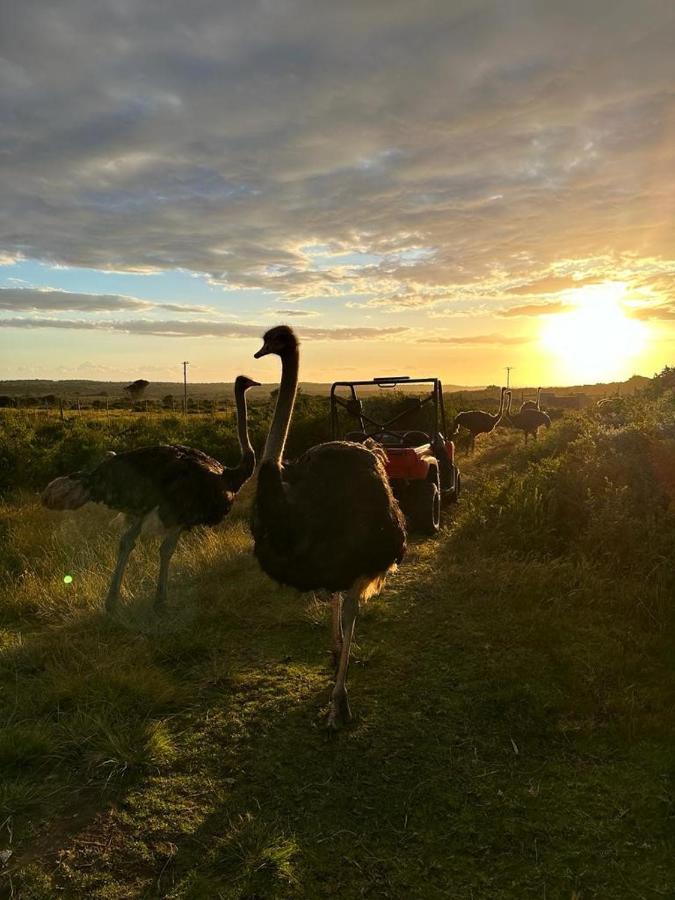 Ostrich Cottage At Les Wings Private Game Farm Groot-Jongensfontein Extérieur photo
